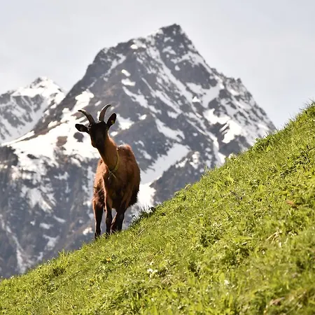 Konukevi Garni Petter 4*