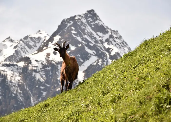 Pensión Garni Petter 4*